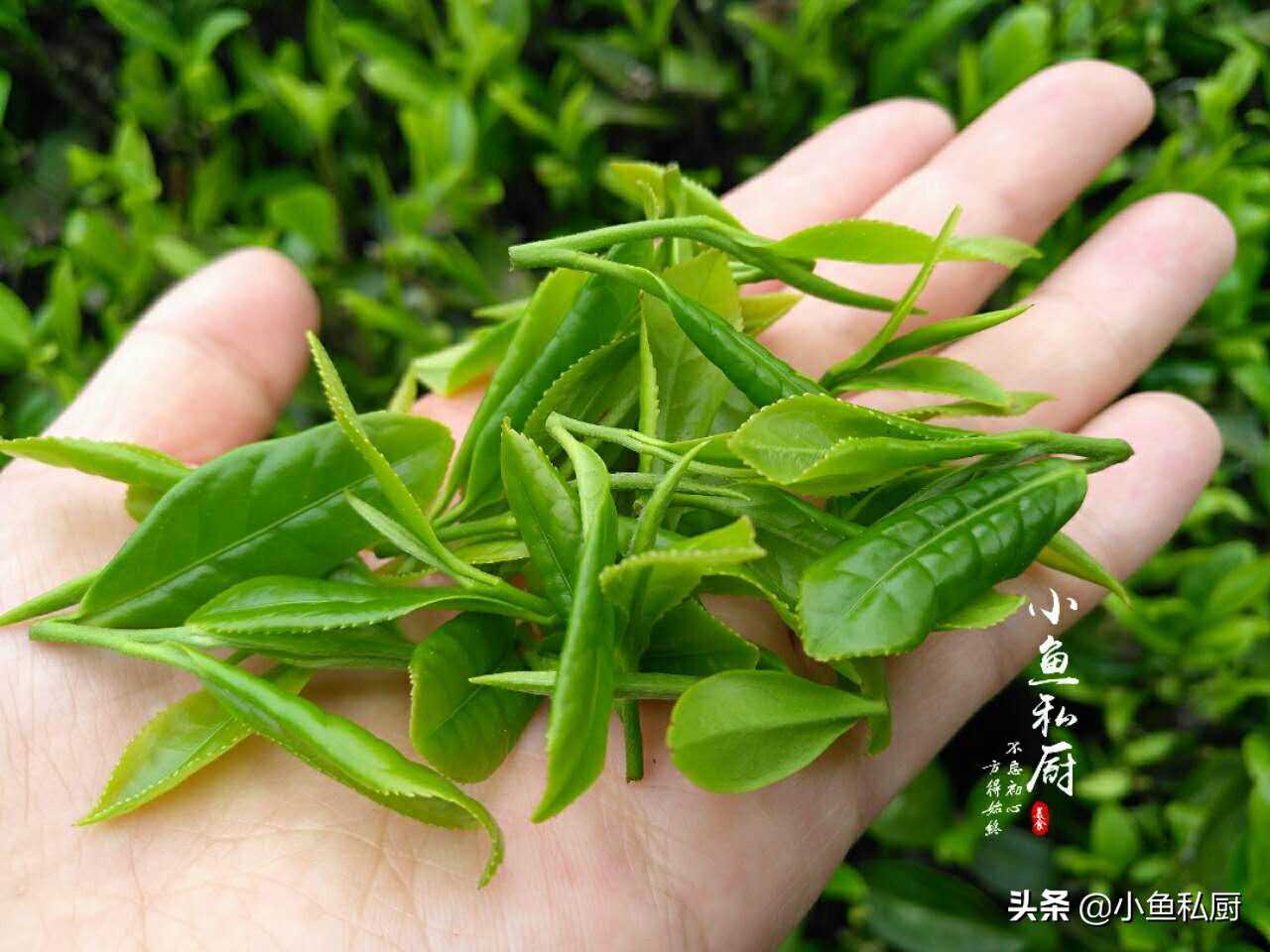 沏一盏自己炒的茶，水甘味真，茶清梦好，悠哉之乐趣，好不惬意