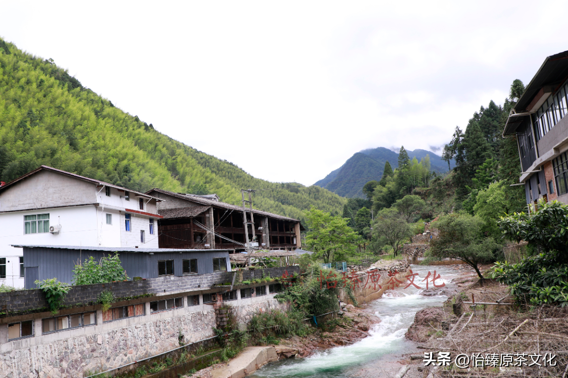 武夷山桐木关红茶：正山小种、金骏眉制作工艺介绍，烘焙重点知识