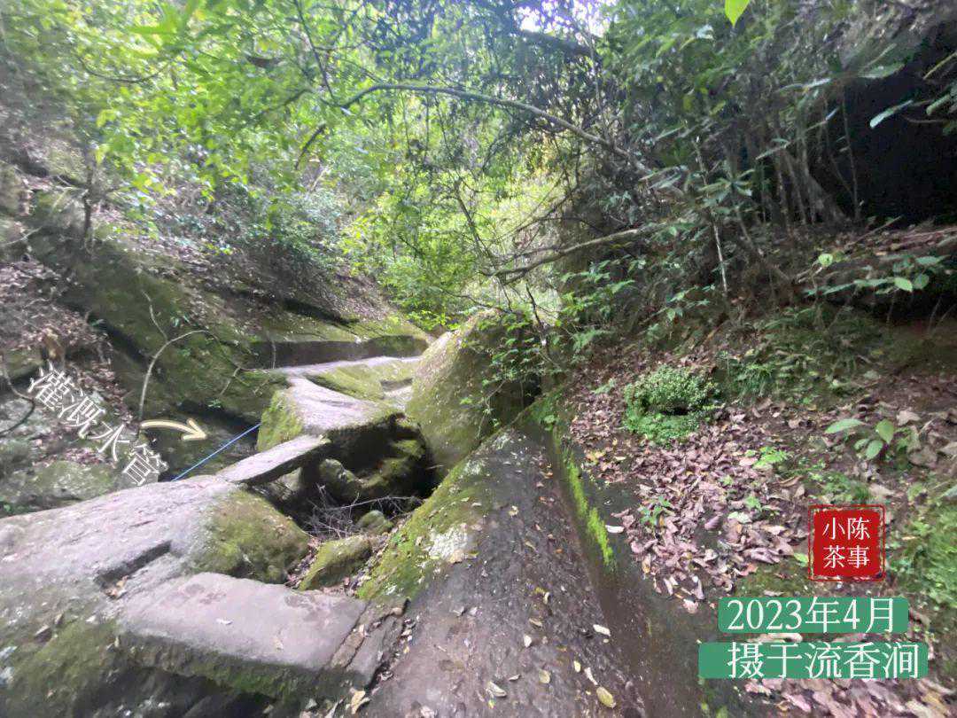 同样都是岩茶，大红袍和水仙哪个价格更贵呢？新手应该如何购买？