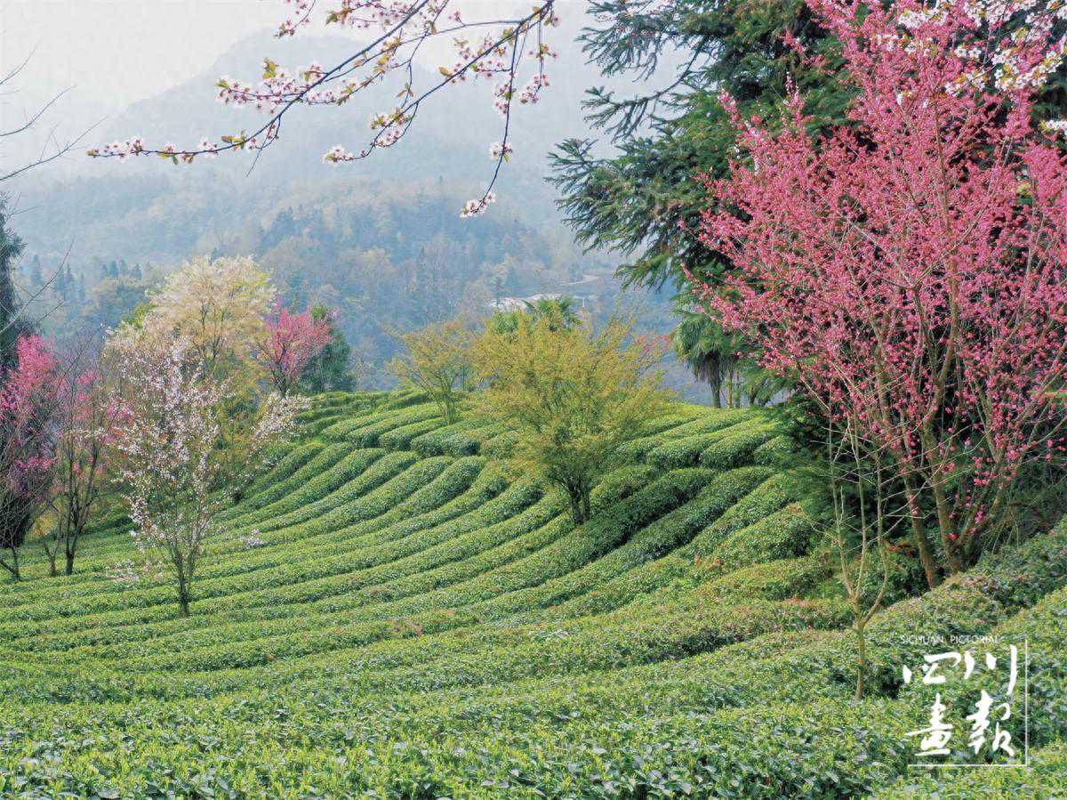 画卷天府·百花迎春｜峨眉山：沏开峨眉雪芽春茶里的热闹春天