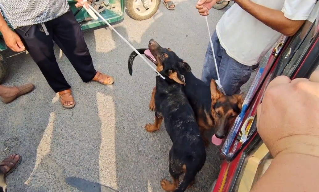 从狗贩子手中挣脱的川红，却因错信自己的主人，400被送上狗肉车