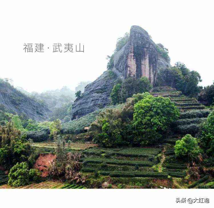 武夷岩茶“春茶”和“冬茶”有何不同，如何鉴别“春茶”“冬茶”