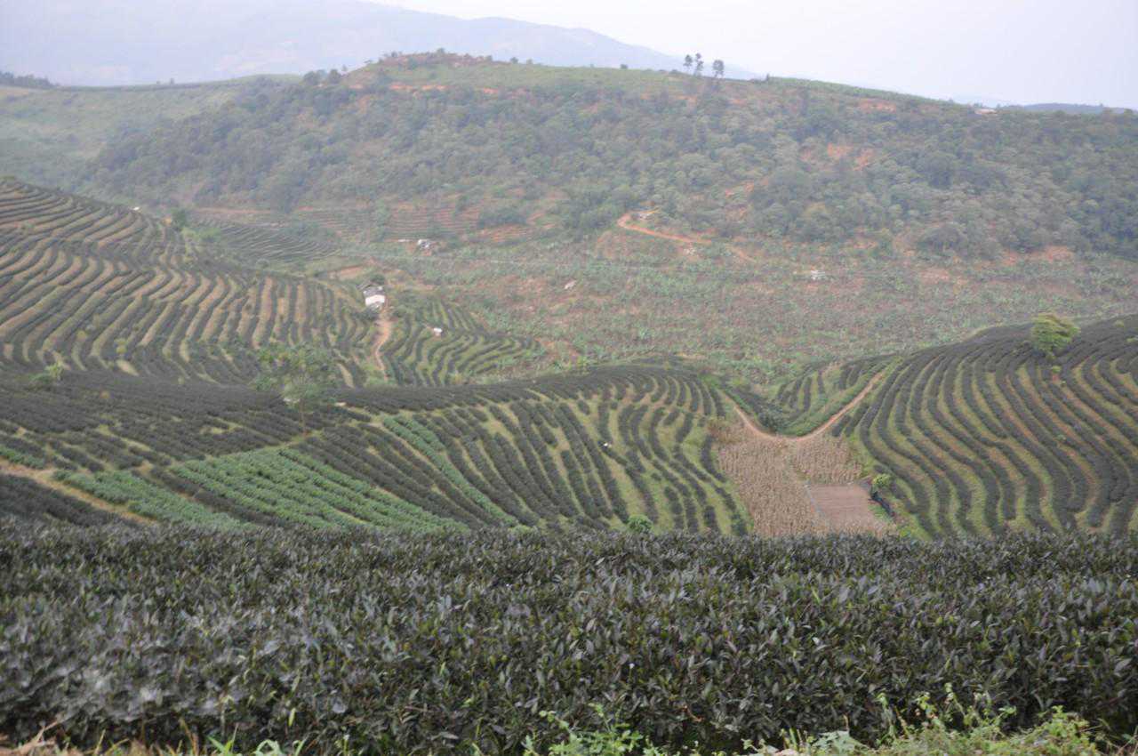 云茶产业困局：古树茶被喝了！产量庞大的台地茶，出路在何方？