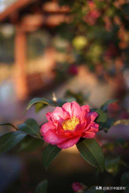 茶与花