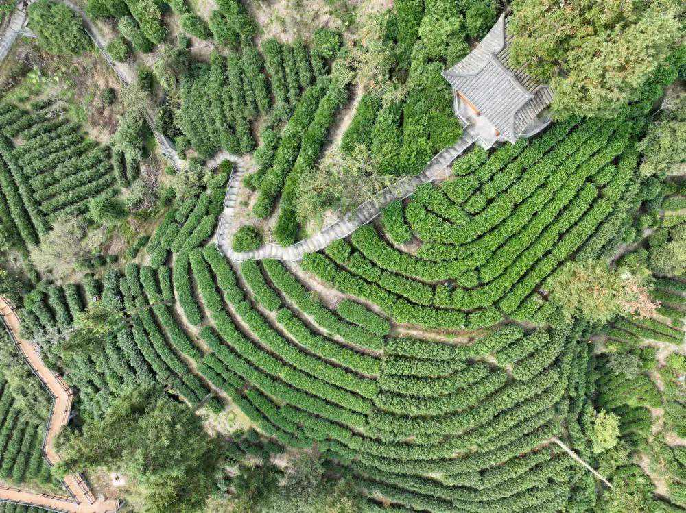 湘村振兴阔步行丨保靖：黄金茶城舒画卷，农旅融合展魅力