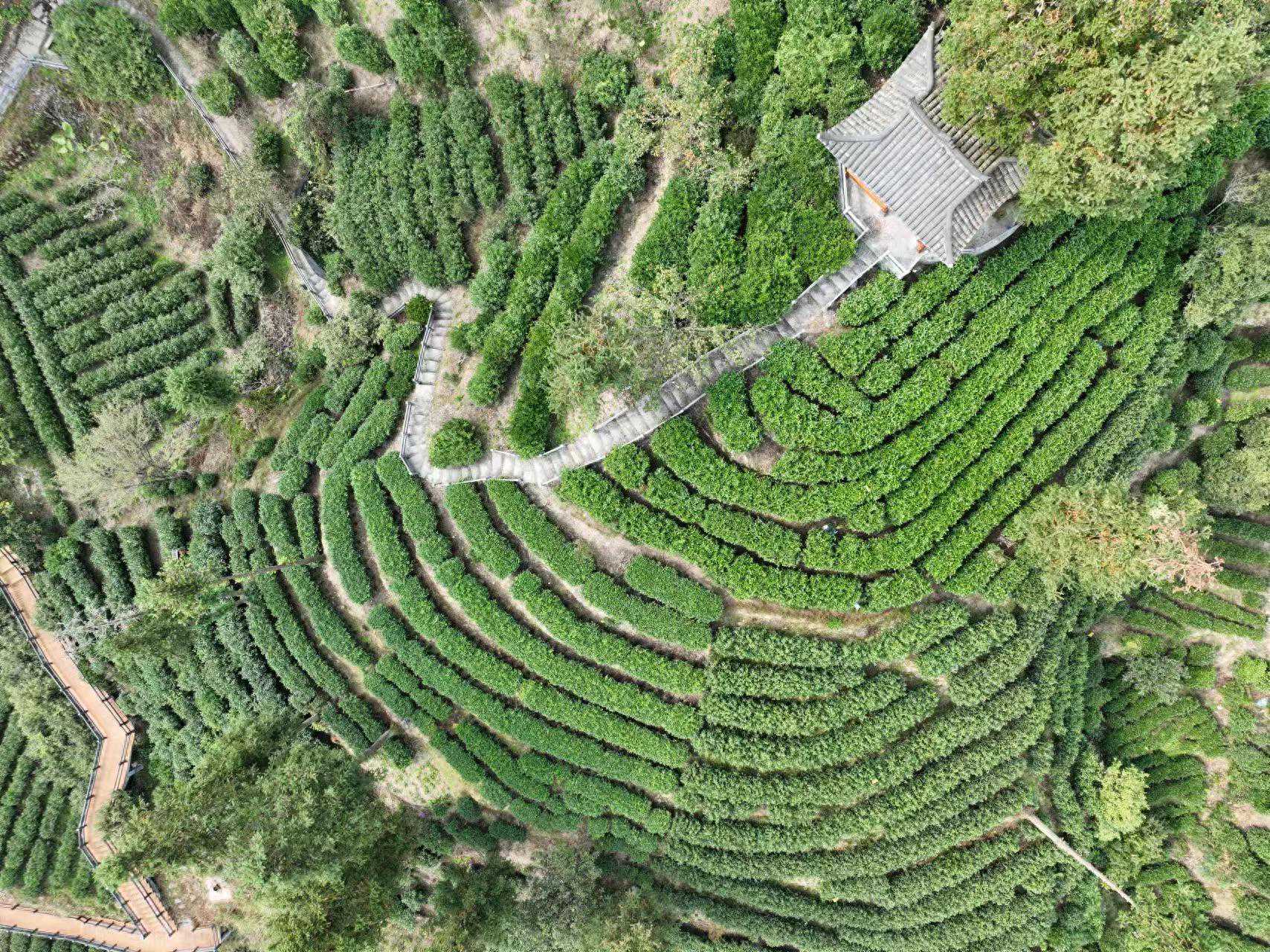 湘村振兴阔步行丨保靖：黄金茶城舒画卷，农旅融合展魅力