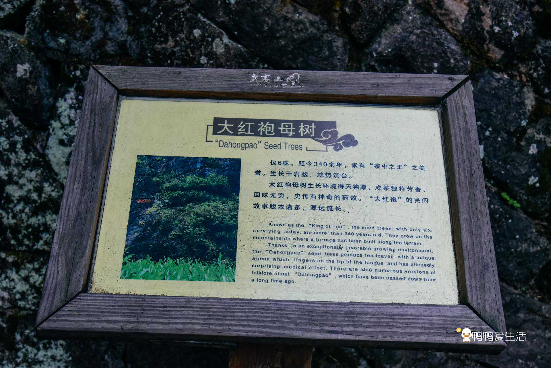 母树大红袍：有钱也喝不到，其貌不扬藏在半山腰作为景点开放参观