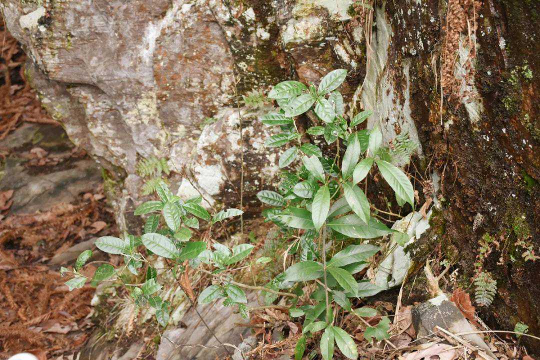 洪漠如：领读彭先泽《安化黑茶》「你家茶山被点名了吗？」