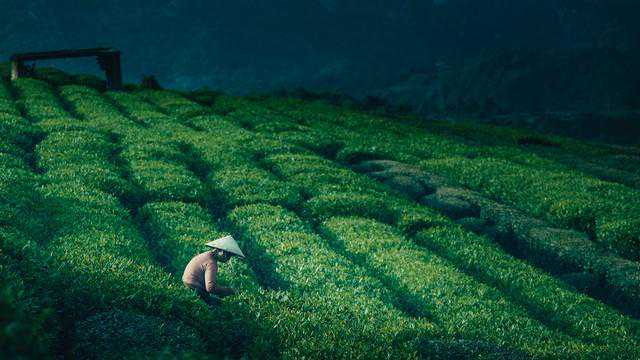 3分钟带你了解6大茶类，各自有哪些代表名茶，很多茶友都不懂