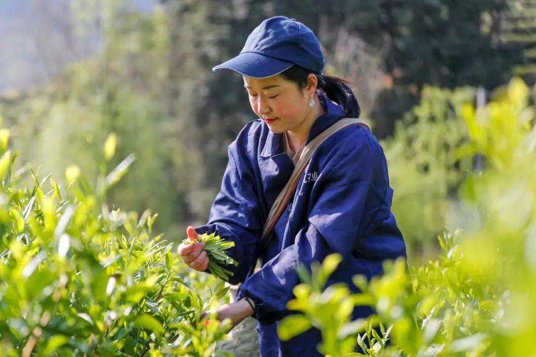 太平猴魁：曾被当作“梅干菜”，现成4000元一斤的“金叶子”