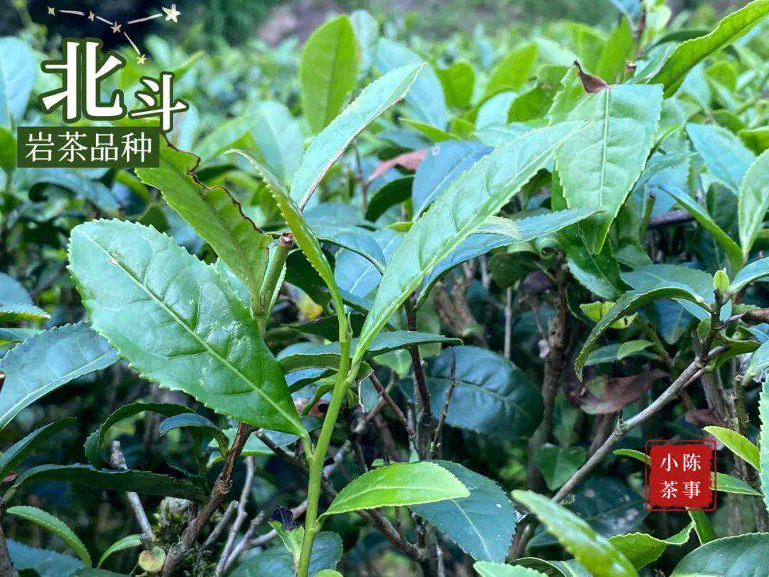 北斗是不是大红袍？关于岩茶品种的一些真相，看完涨知识