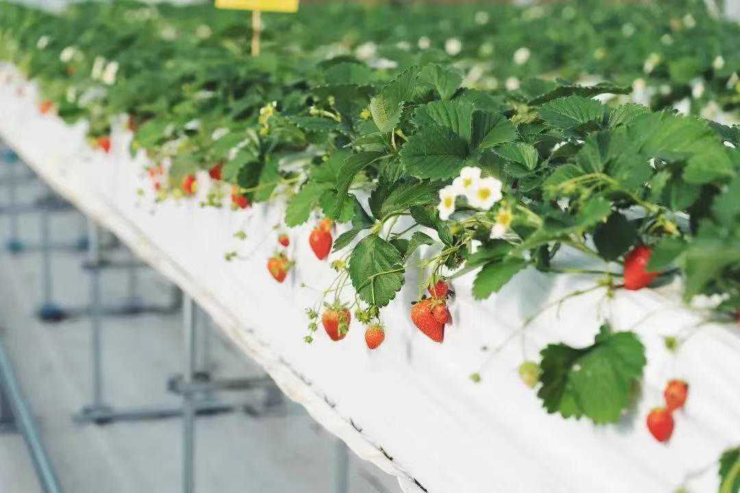 来溧阳，喫新茶！2023年中国·溧阳“两节”向你发出“春日邀请”