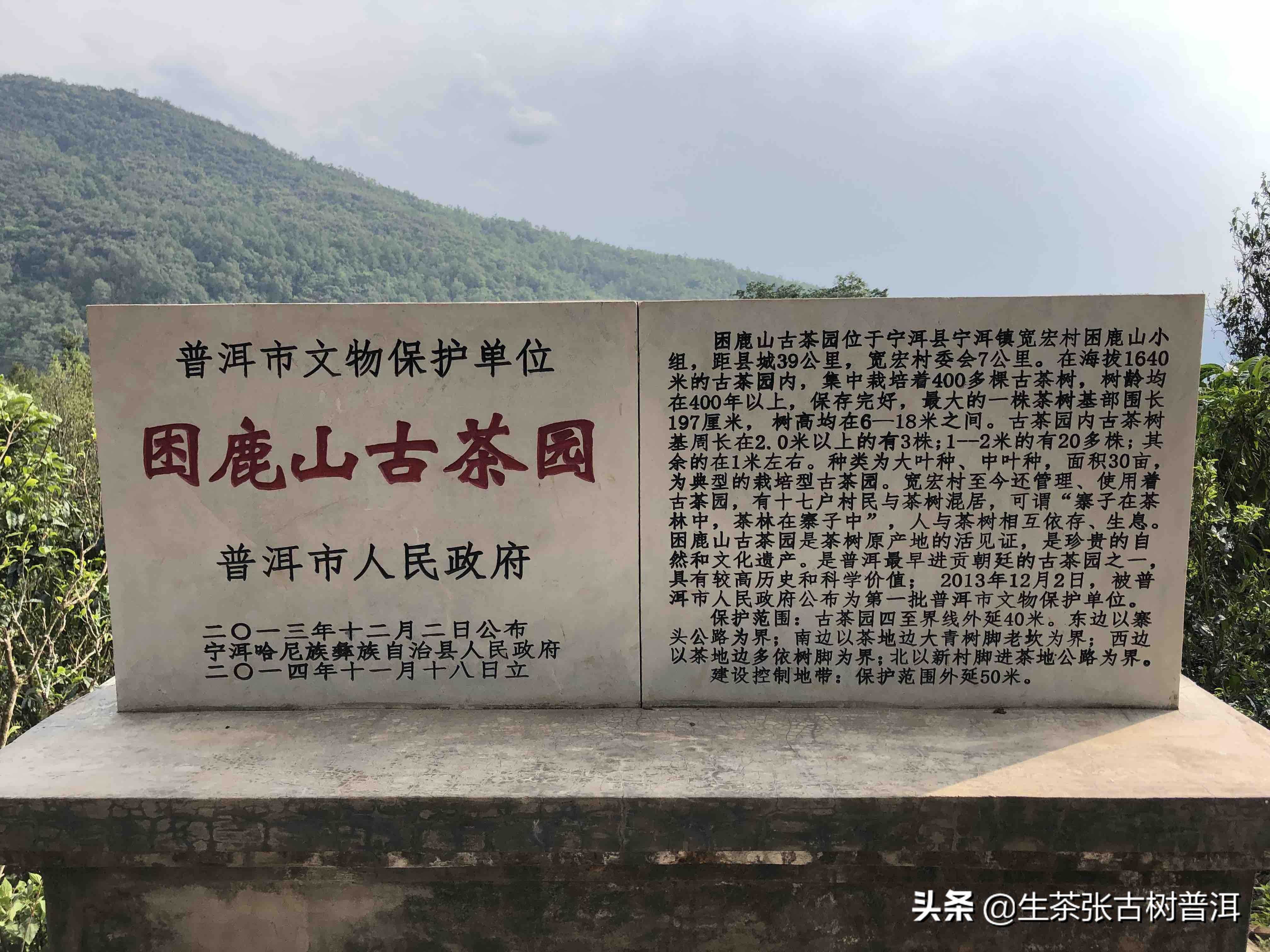 困鹿山普洱茶产于哪个茶区？回甘出色，喉韵深邃的它，值得喝吗？