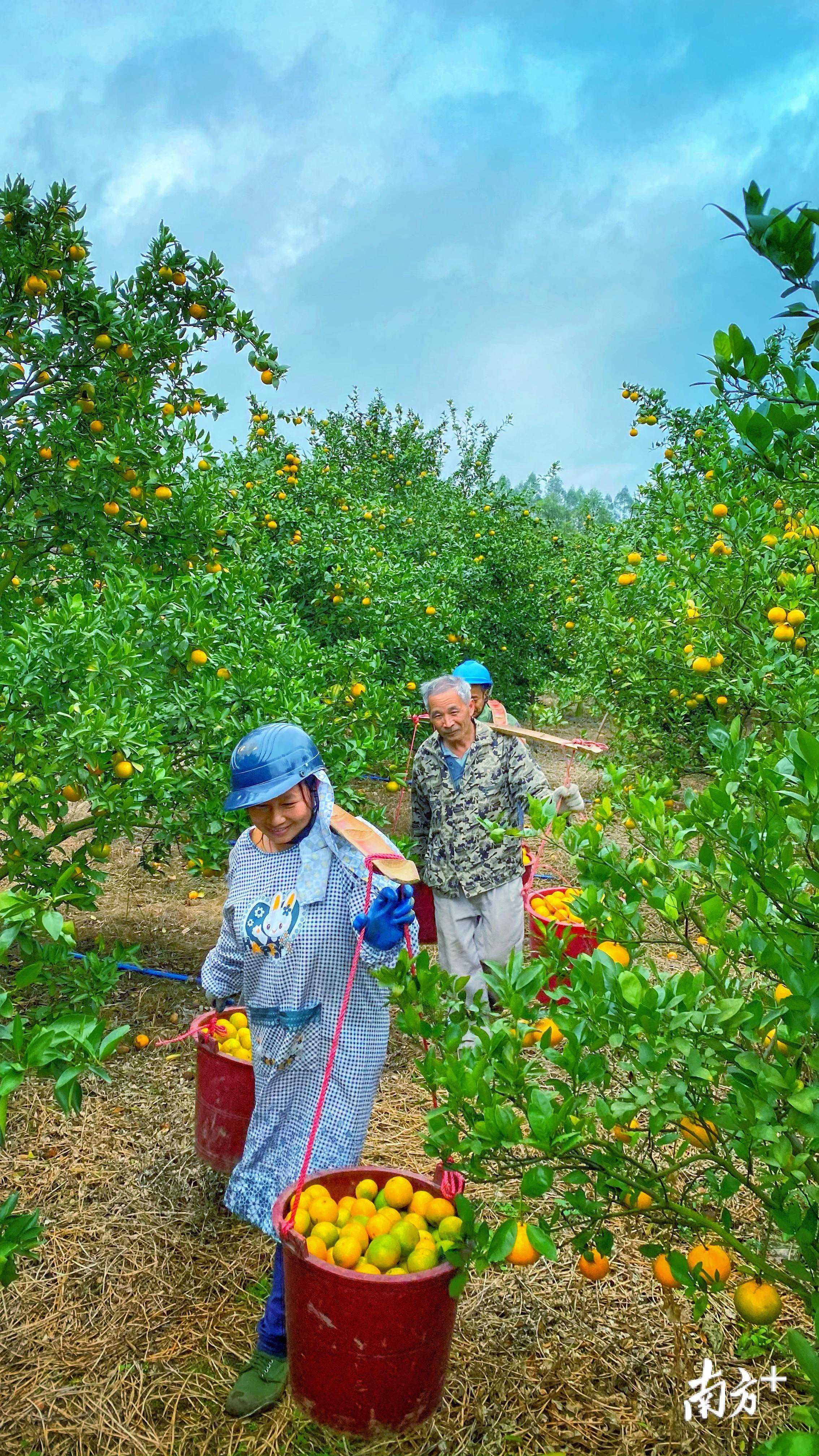 比橙更甜，比橘更香，丹霞贡柑，一切都是柑柑好的模样｜寻找南方优品㉖
