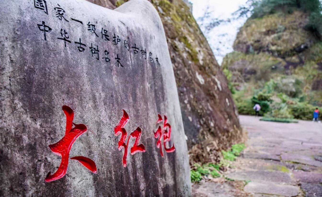 中国最贵的三棵树，一棵配有警卫，一棵投保1个亿，还有一棵…