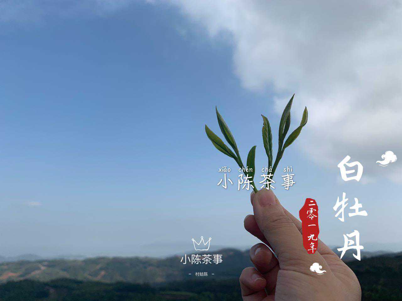 什么是明前茶，什么是雨前茶？三分钟解读清明、谷雨白茶的秘密！