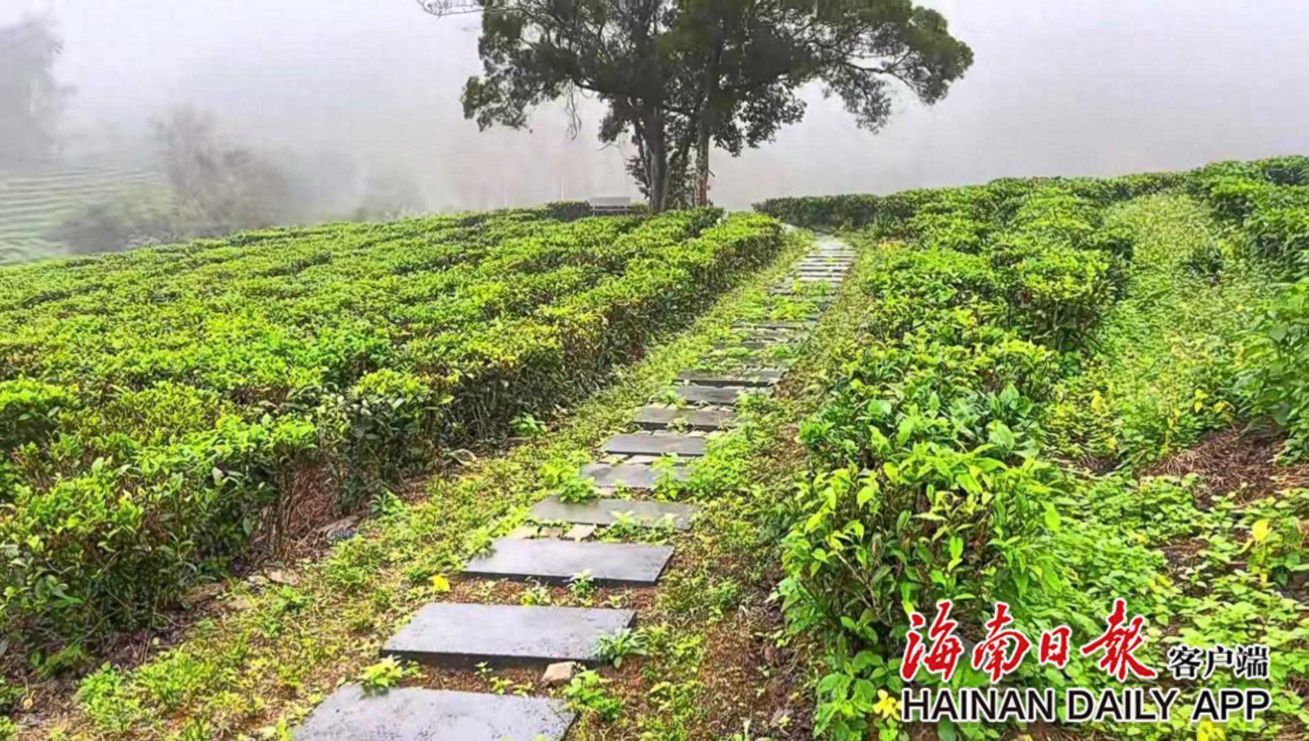 “岛心品”故事｜老茶企擦亮新品牌，琼中“新伟”传承雨林生态茶味