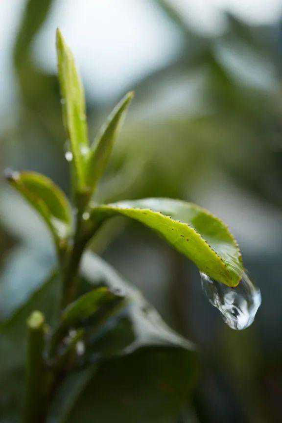 早一天是宝，晚一天是草，来自峨眉山的竹叶青因何更鲜爽？