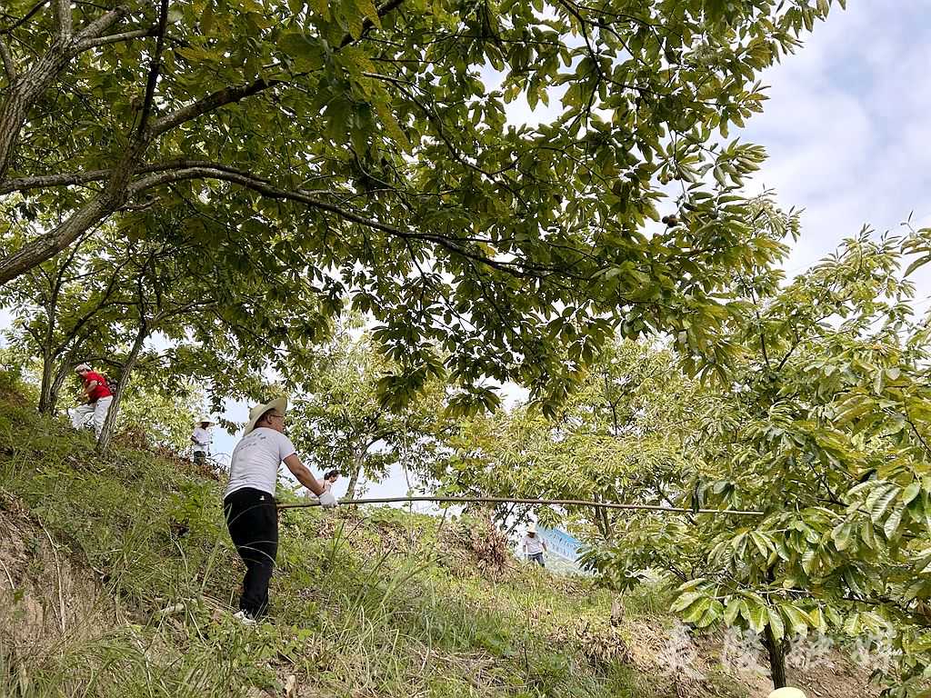 夷陵：栗香金秋时 趣满乐天溪