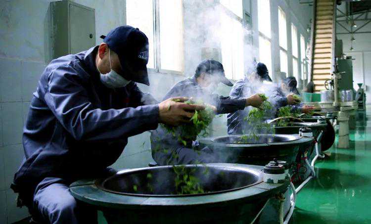 重庆特产传说（571） | 永川秀芽 朱德亲口赞誉的茶什么味道？