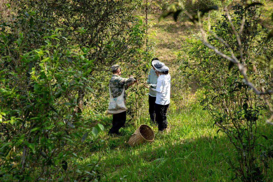 普洱界的虞美人！“勐海第一香”到底有多香？
