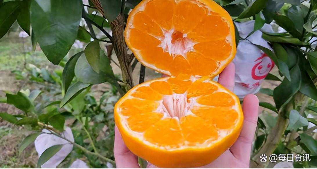 冬日甜美之源，武胜大雅柑开始丰收之旅