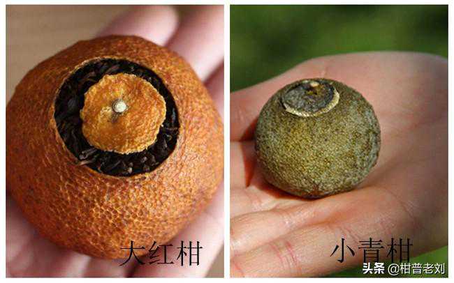 小青柑的柑普茶和橘普茶、桔普茶有什么区别？