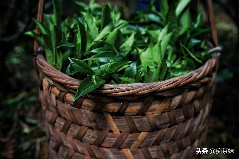 常常听老茶客在讲老枞水仙，何为老枞，何为枞味？