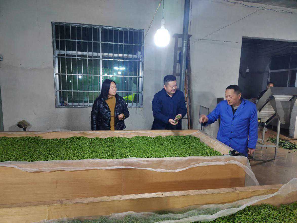 优化营商环境：“小茶叶”带动乡村“大振兴”