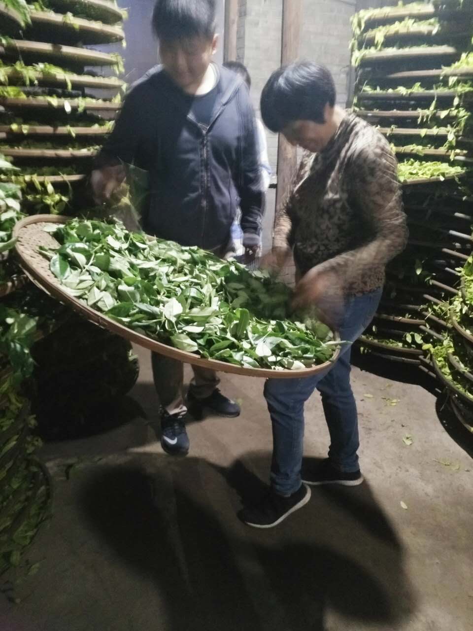 武夷岩茶工艺篇之做青