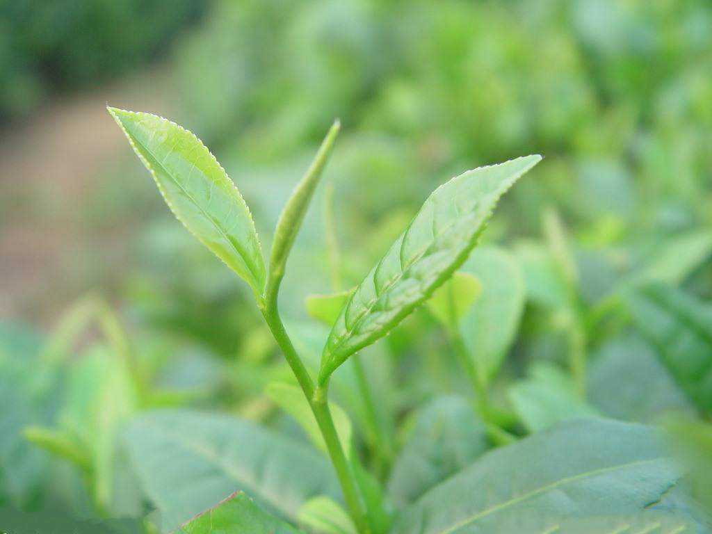 云南云抗50号大叶茶的背景特征特点介绍