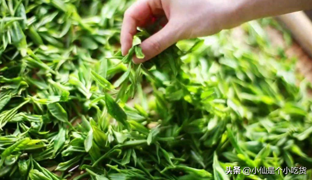 明前茶与明后茶：口感和品质的天壤之别