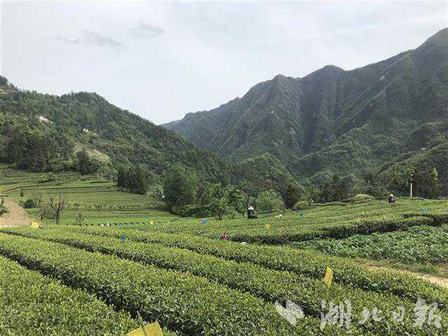 山沟里冒出电气化茶厂 天然丝绵茶，坐着“电车”出山