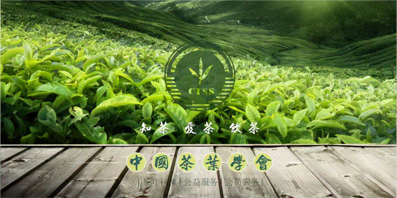 茶科普 | 什么是普洱茶？