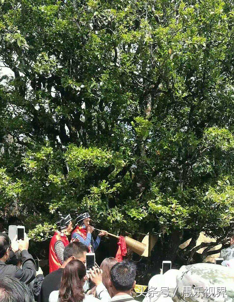 众星捧月的云南临沧白莺山古茶树王享受明星般的待遇