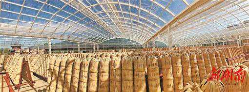 湖南日报|“世界茶王”飘香 安化“杠爷”名扬