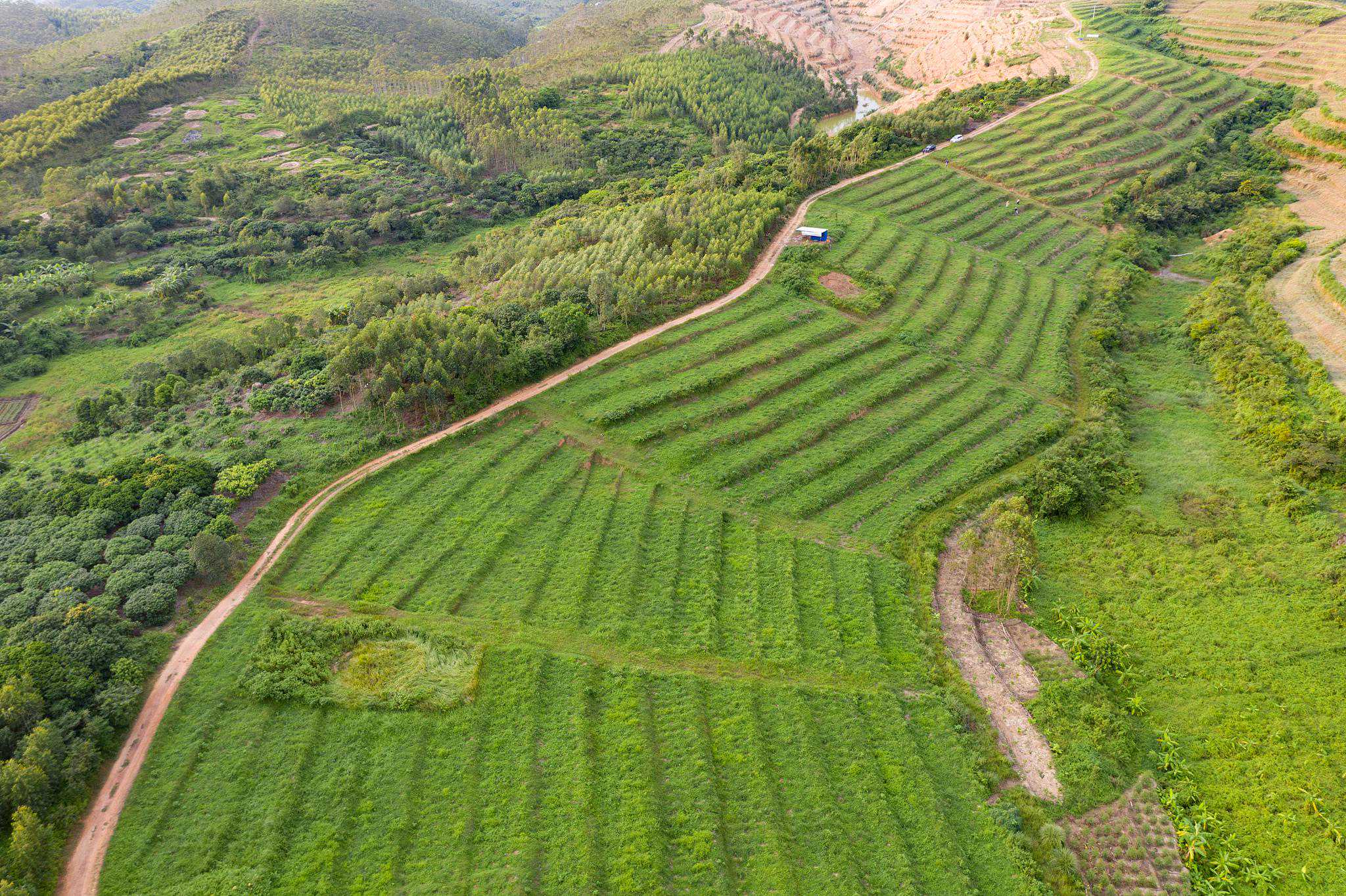 安吉白茶2000一斤什么档次，一分钱一分货