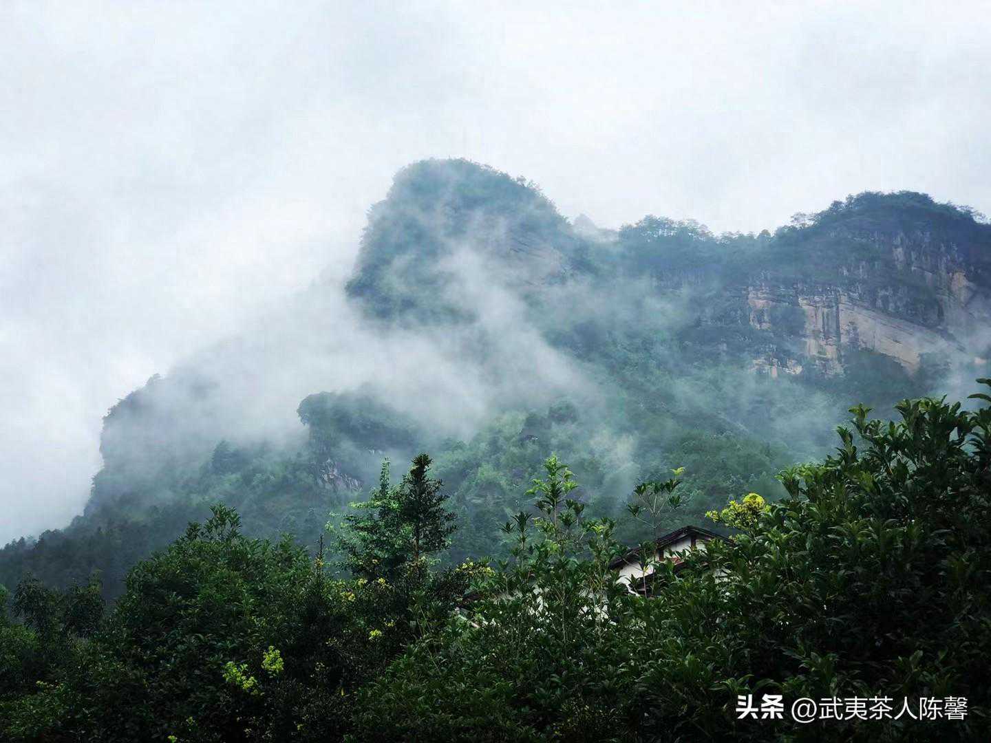 名枞茶 | 武夷茶的神秘与奇妙