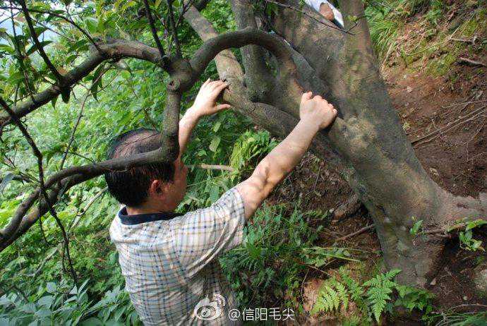 “唐宋遗株”——信阳百年古茶树