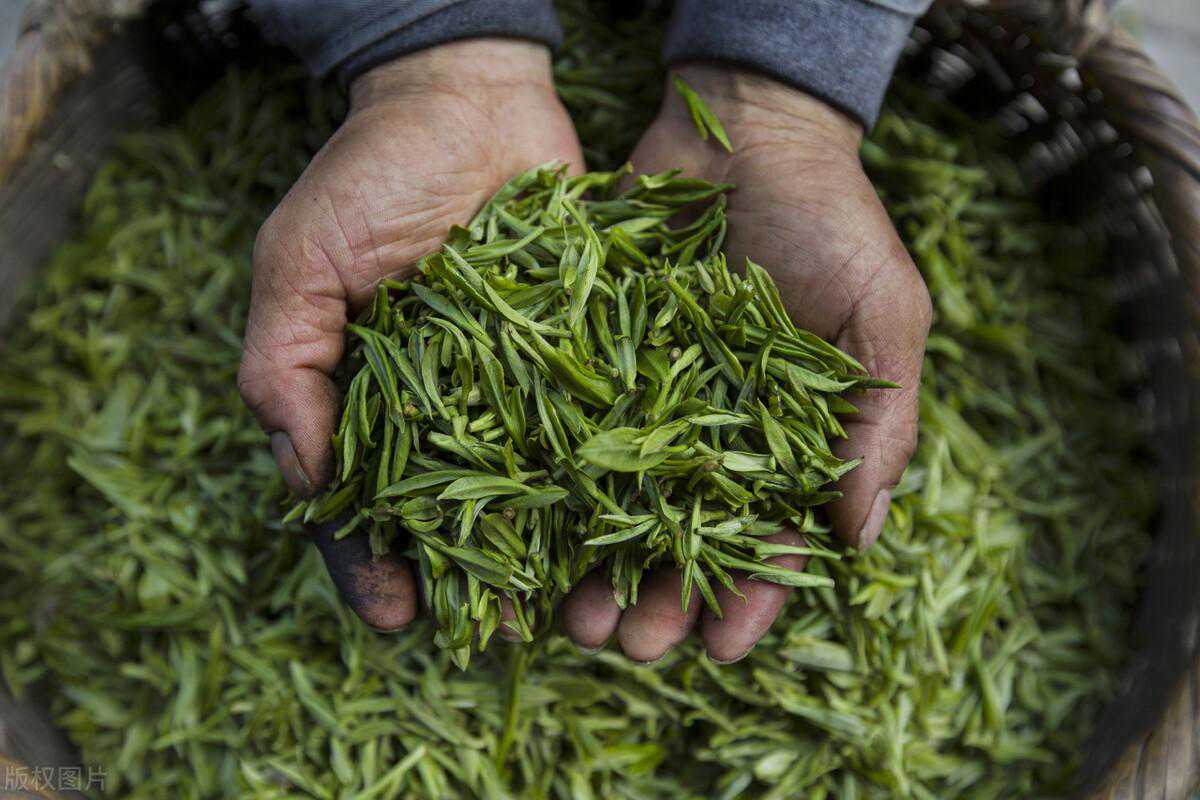 走遍安徽，谁才是绿茶之王？