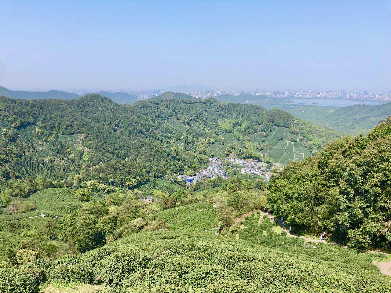 明前龙井已开采，今年茶情如何？茶人们这么说