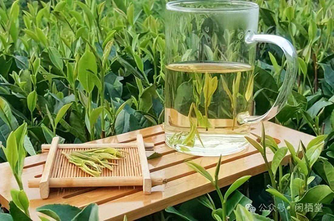 绿茶：“我最忌讳”的就是先放茶叶再倒水！