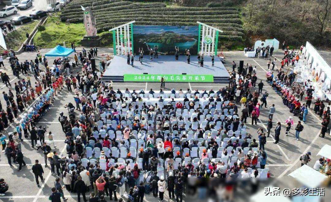 不负春光，2024年“都匀毛尖”正式开采！