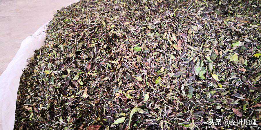 白茶9大功效的权威解读，每一条都有科学实证