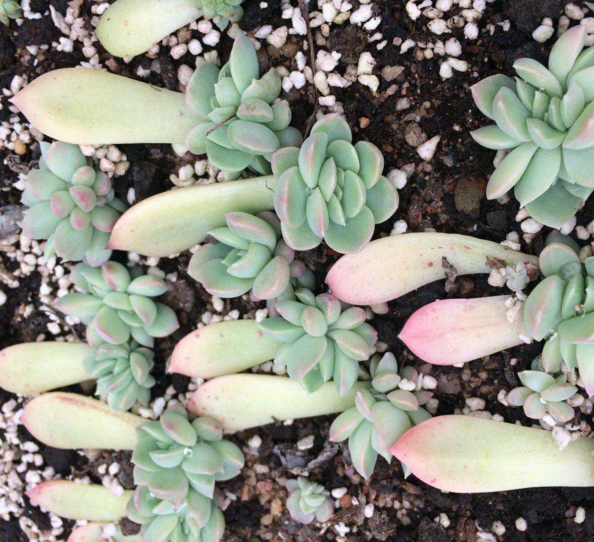 何为花卉的“芽叶扦插”法？具体怎么操作？