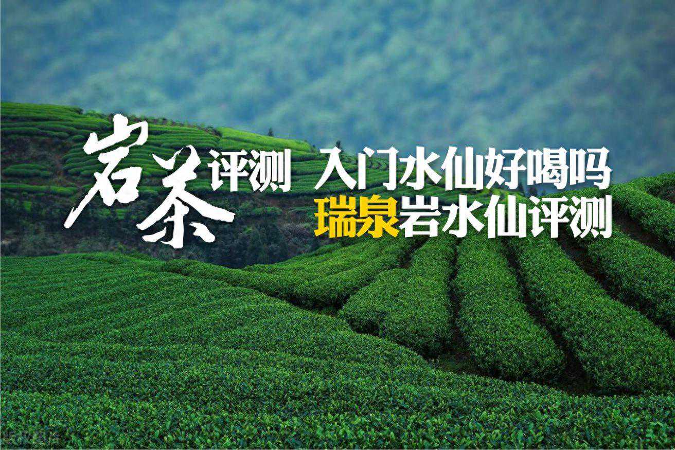 瑞泉入门水仙怎么样？请看瑞泉岩水仙评测