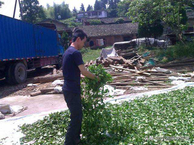 讲讲岩茶的制作工艺——做青