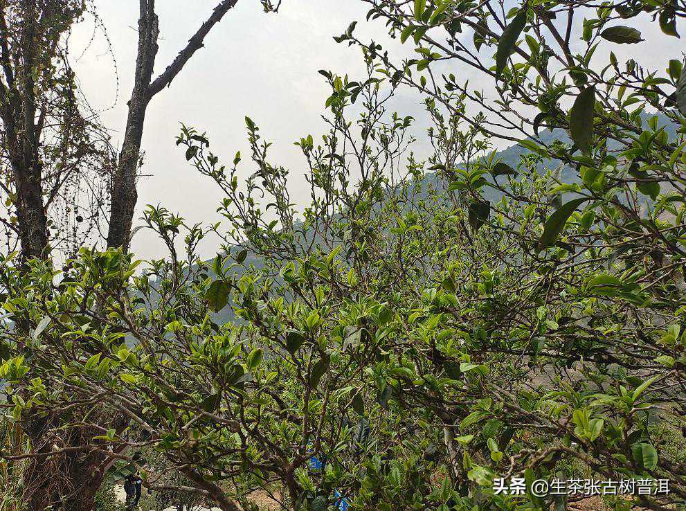 野韵花香，甜醇细腻的邦崴古树普洱茶，怎么样？