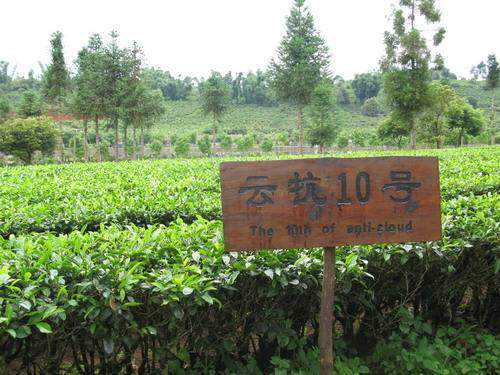 云南云抗10号大叶茶背景特点介绍