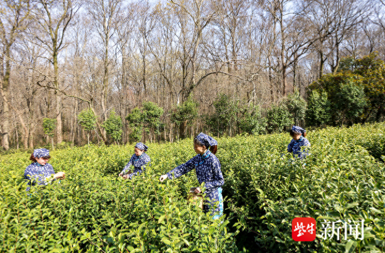 南京钟山雨花茶正式开采